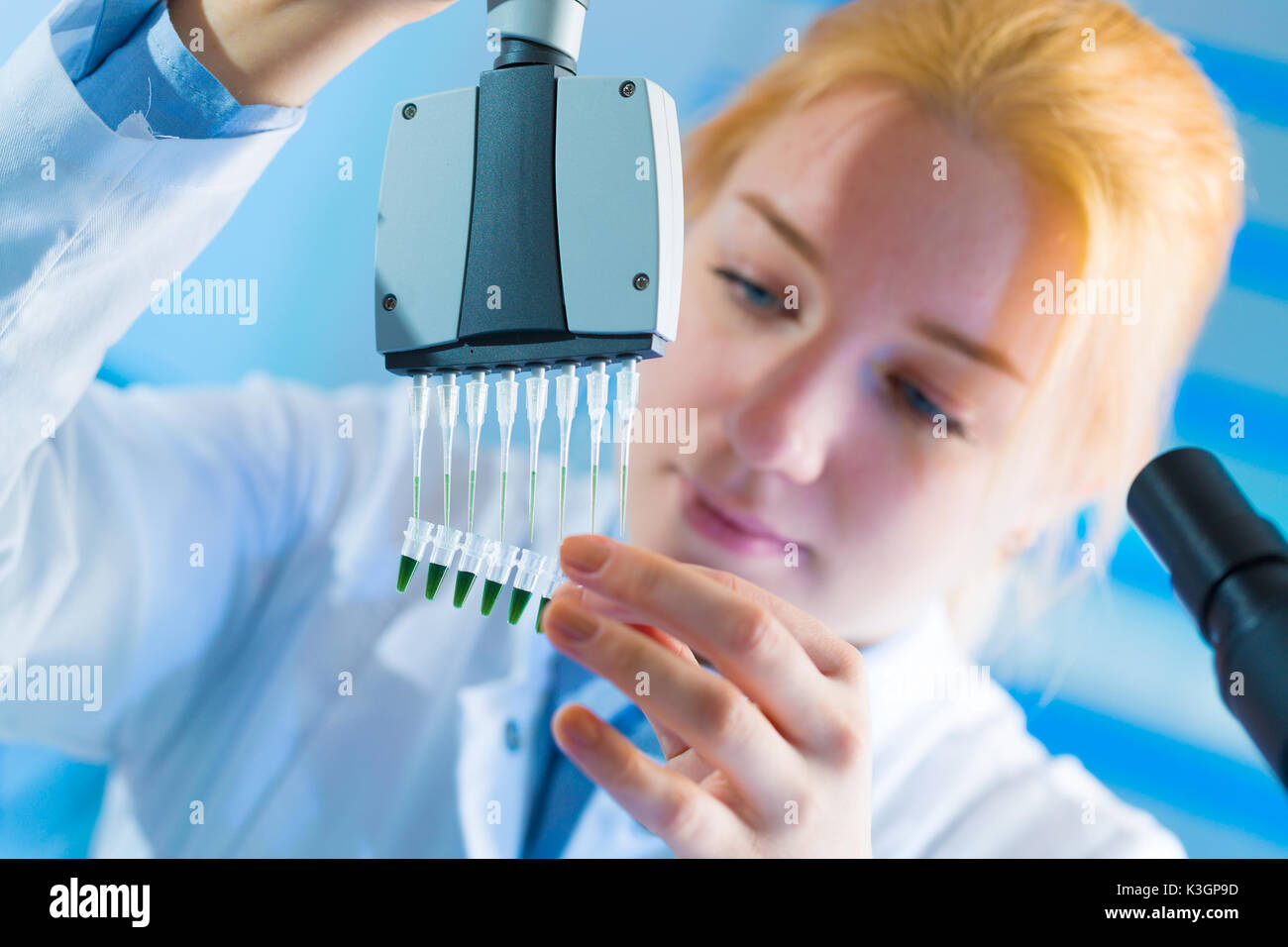 using a multi channel pipette for pcr  processing in microbiological laboratory Stock Photo