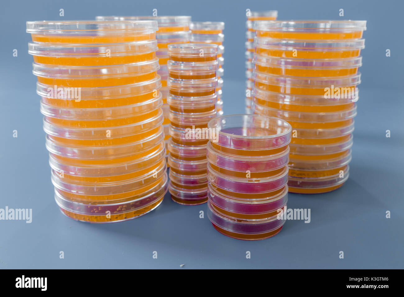 Petri dish blood agar culture hires stock photography and images Alamy