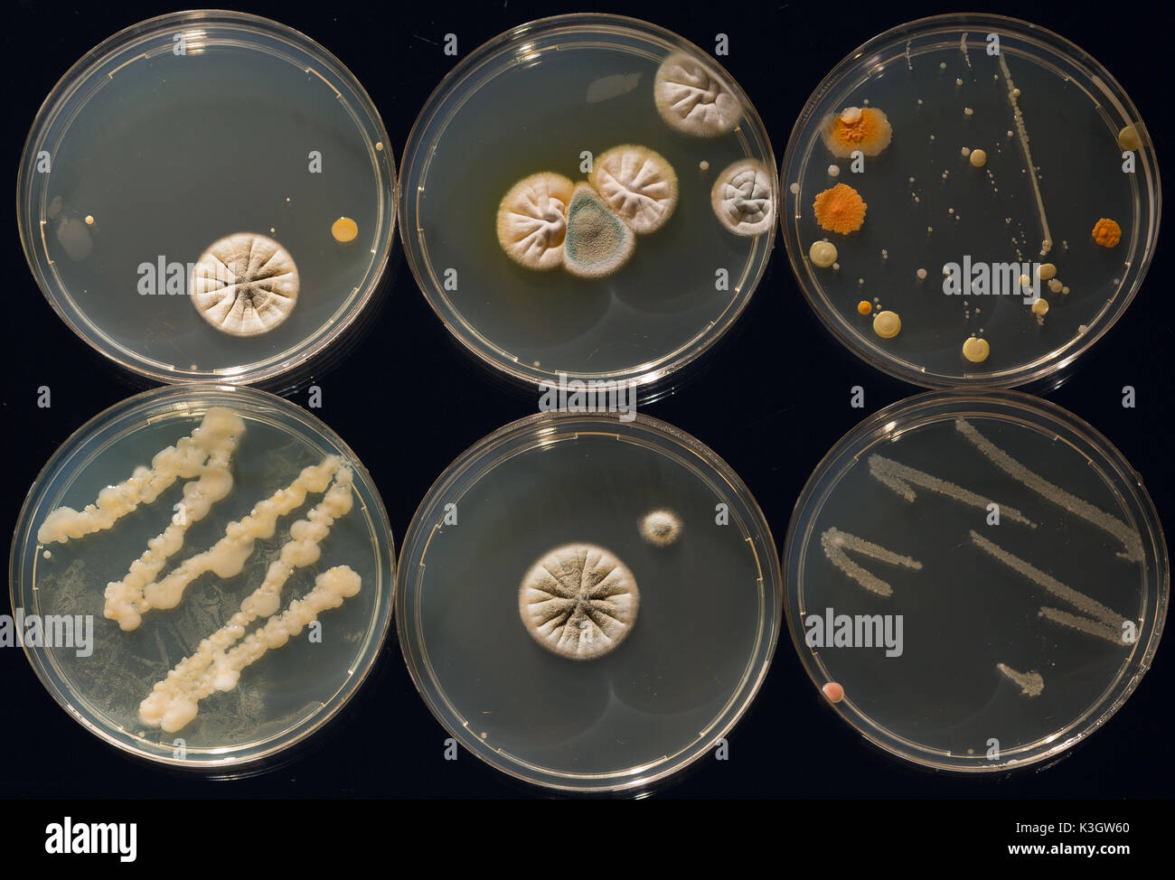 A petri dish with growing cultures of microorganisms, fungi and microbes. A Petri dish  ( Petrie dish) known as a Petri plate or cell-culture dish Stock Photo