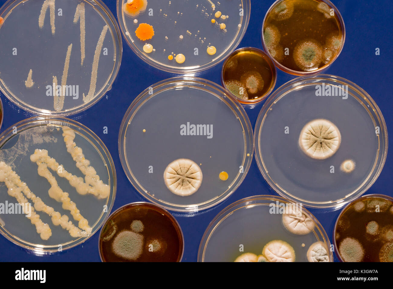 A petri dish with growing cultures of fungi and