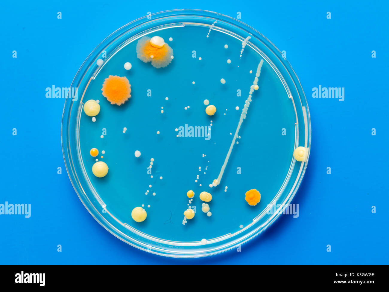A petri dish with growing cultures of fungi and
