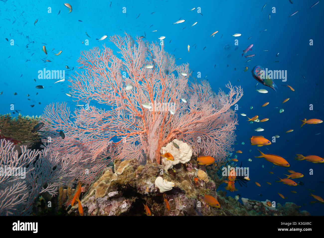 Colored Coral Reef, Osprey Reef, Coral Sea, Australia Stock Photo