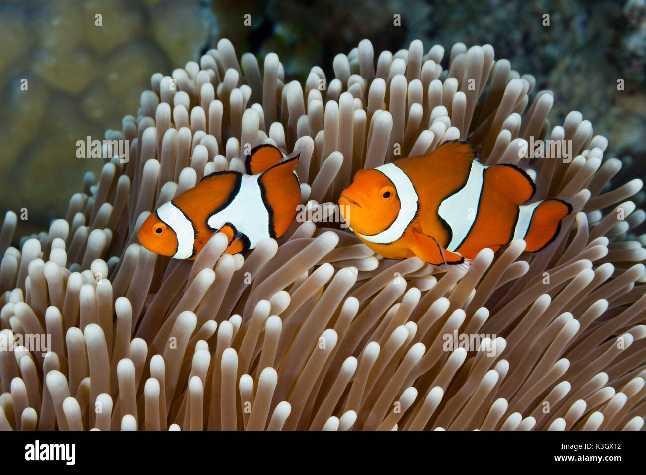 Clown Anemonefish, Amphiprion percula, Great Barrier Reef, Australia Stock Photo