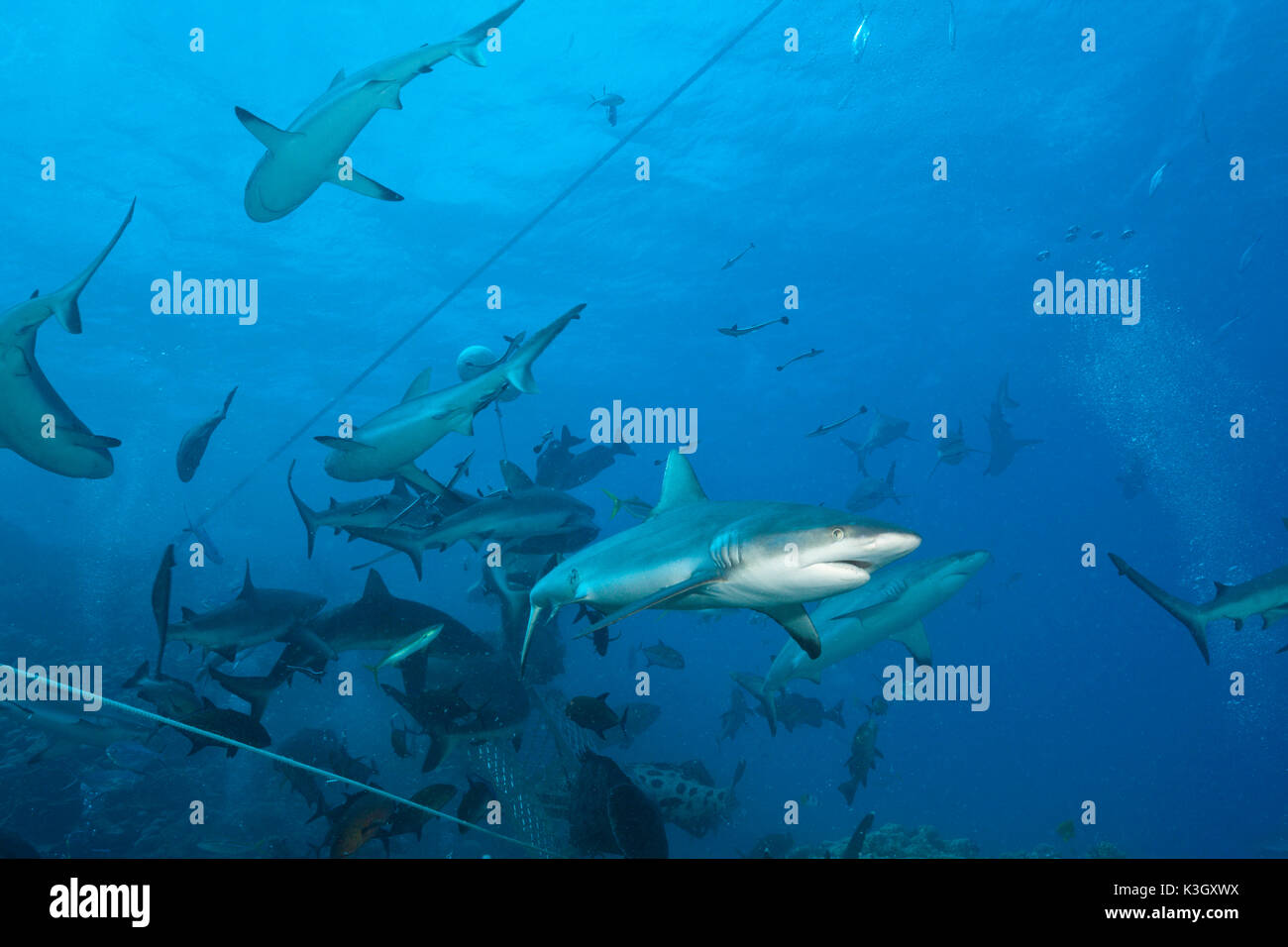 Grey Reef Shark during feeding frenzy, Carcharhinus amblyrhynchos ...