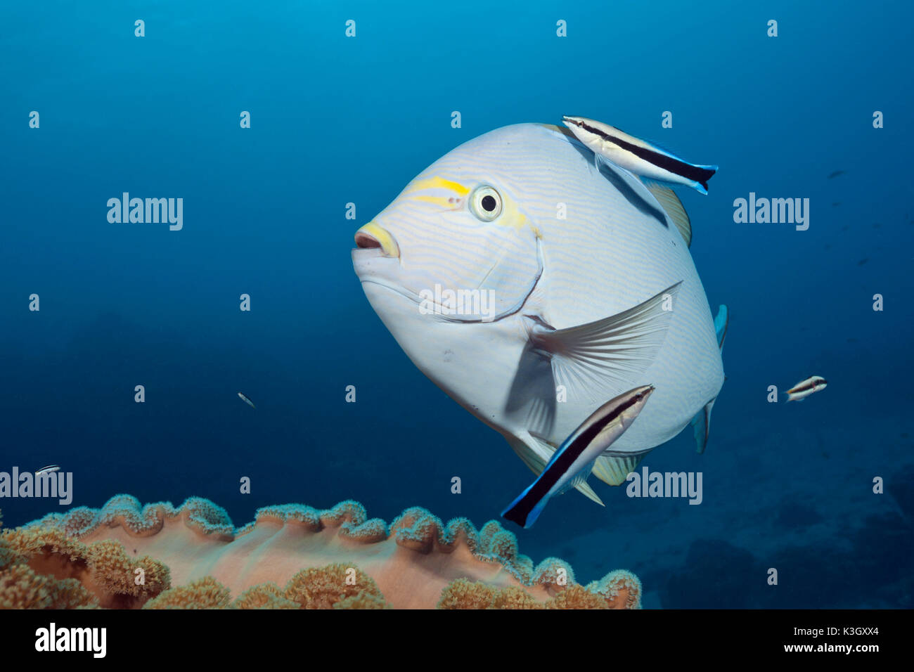 Elongate Surgeonfish cleaned by Cleaner Wrasse, Acanthurus mata, Great Barrier Reef, Australia Stock Photo