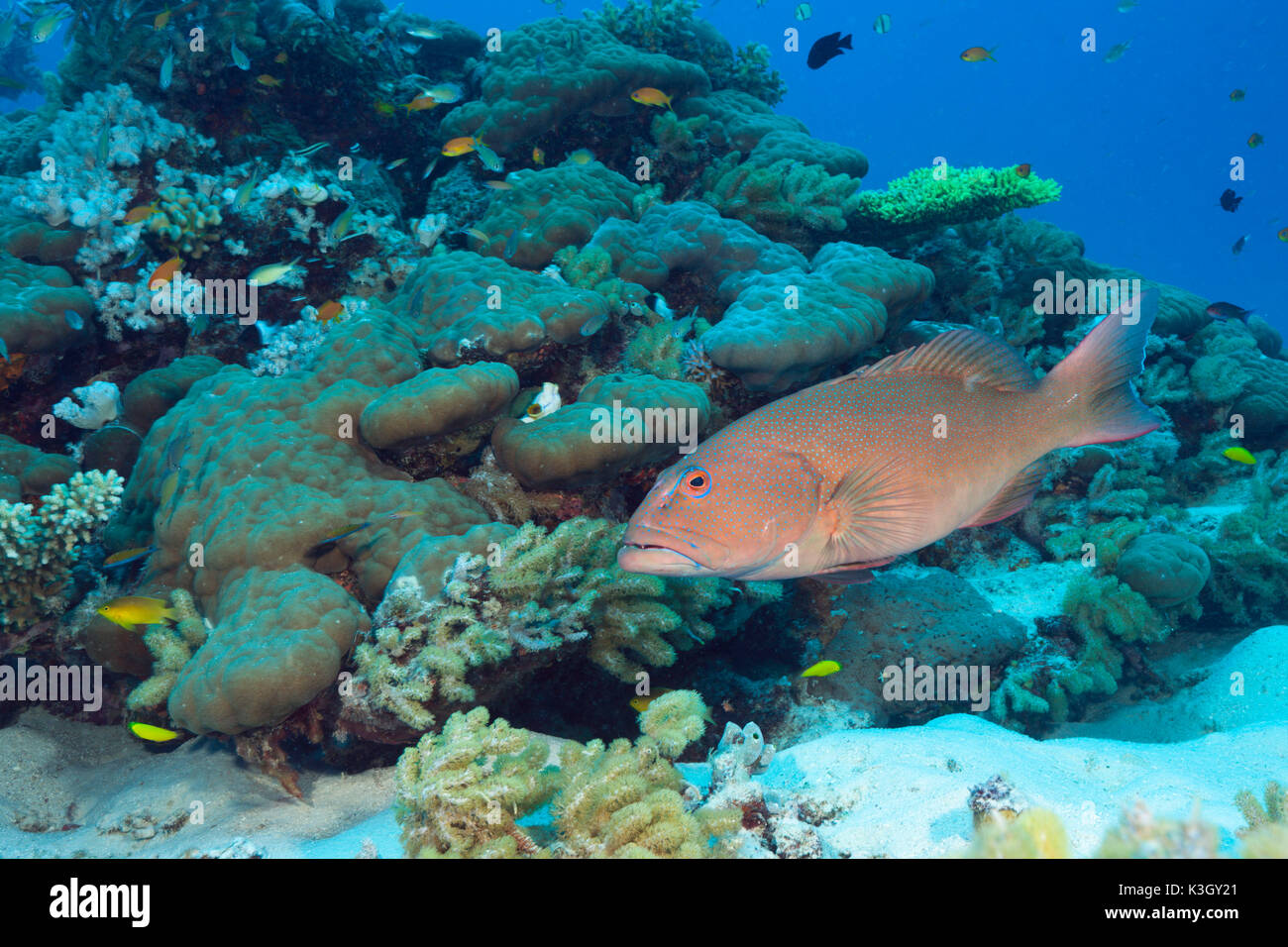 Leopard Coral Grouper, Plectropomus leopardus, Great Barrier Reef, Australia Stock Photo