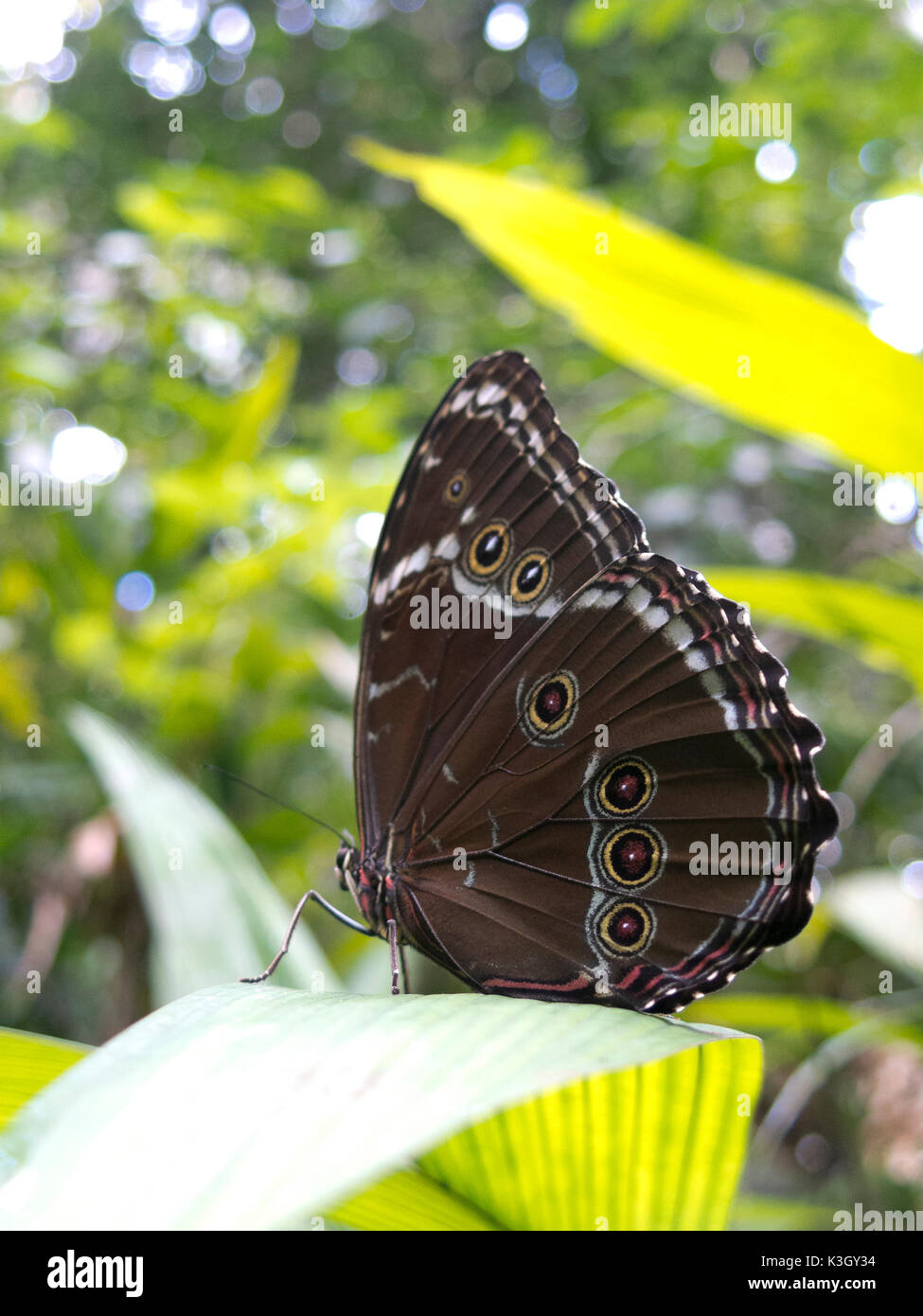 Owl butterfly, Caligo sp., in Amazon rainforest. Madidi Park, La Paz