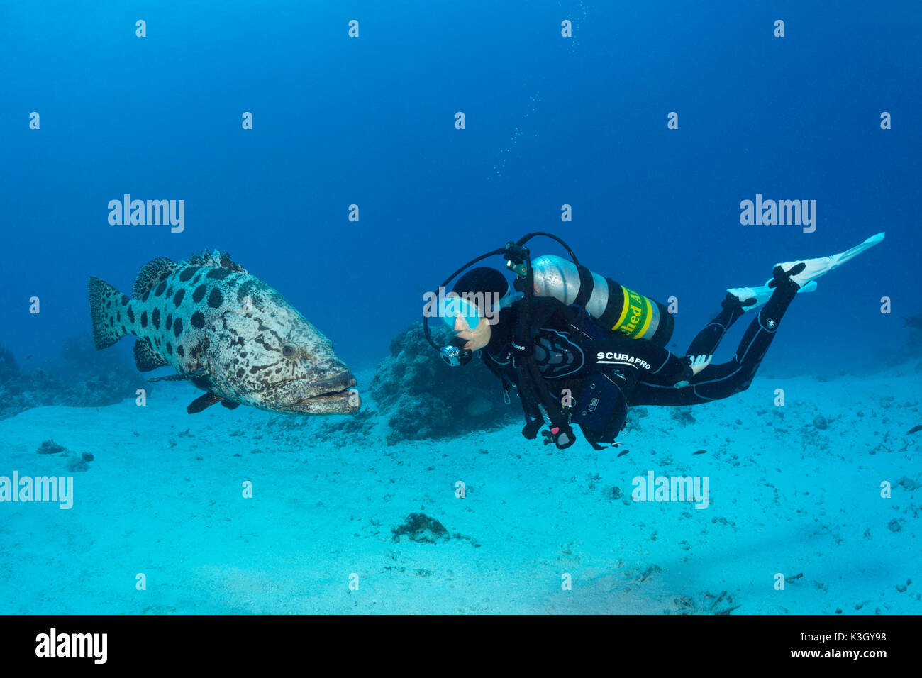 Scuba Diver and Potato Cod, Epinephelus tukula, Cod Hole, Great Barrier Reef, Australia Stock Photo