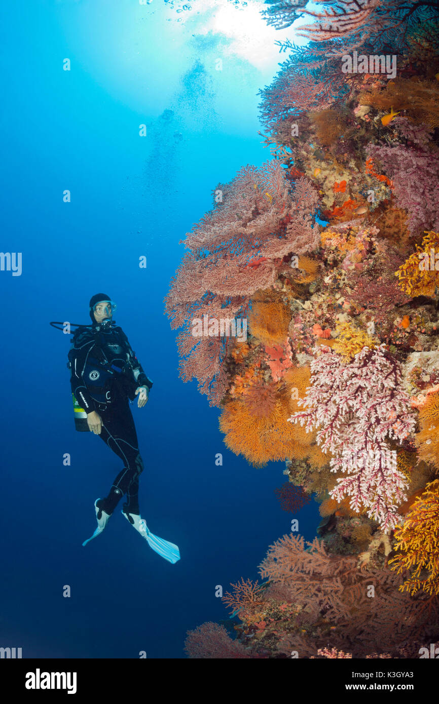 Scuba Diver over Coral Reef, Osprey Reef, Coral Sea, Australia Stock Photo