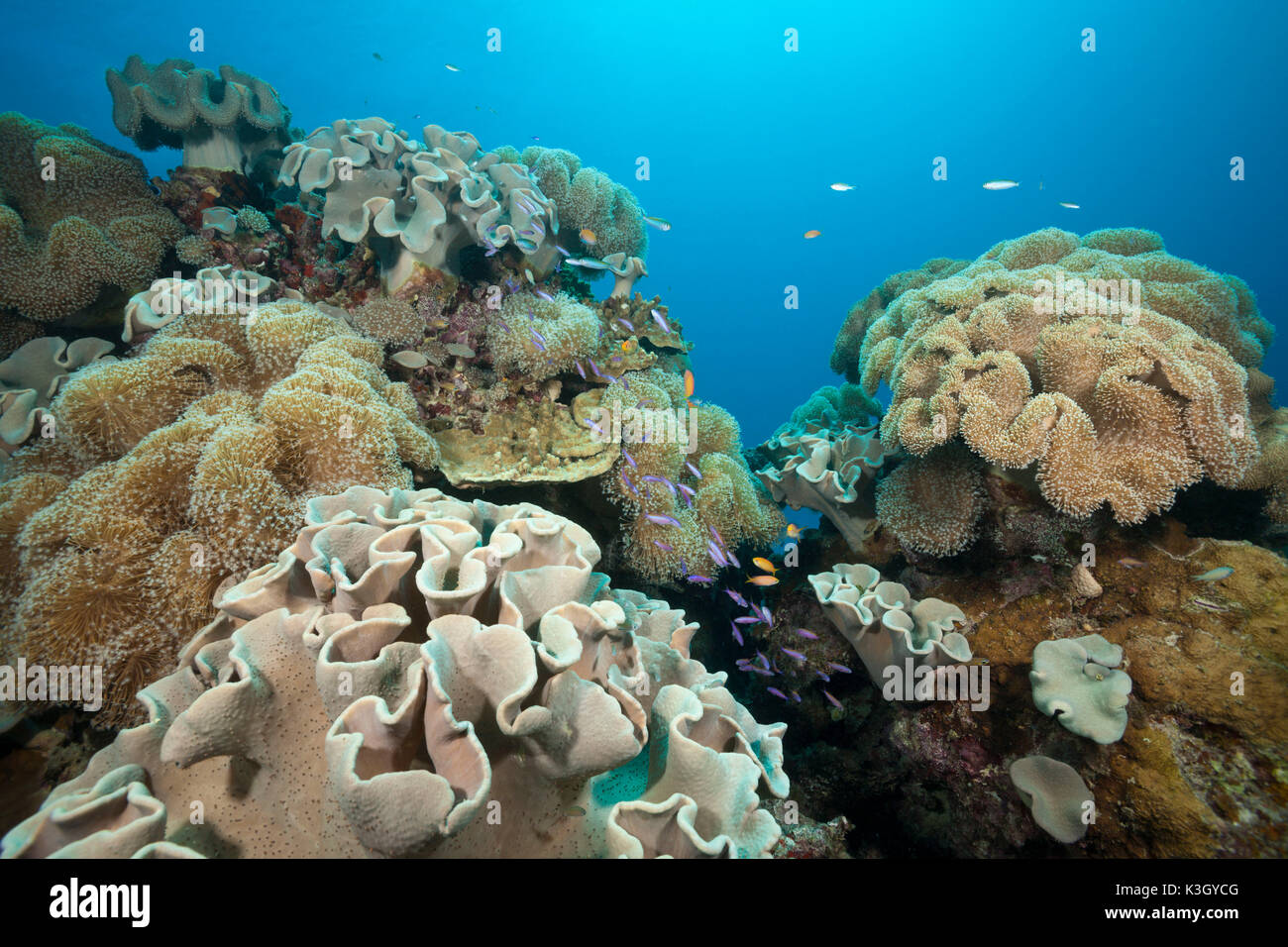 Whitleys Slender Basslet between Mushroom Leather Corals, Luzonichthys whitleyi, Great Barrier Reef, Australia Stock Photo