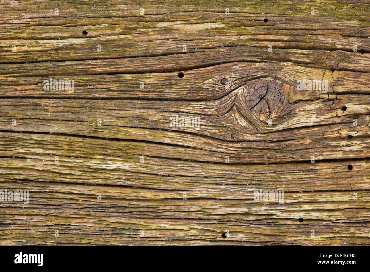 Grain of old wooden with holes of woodworms Stock Photo