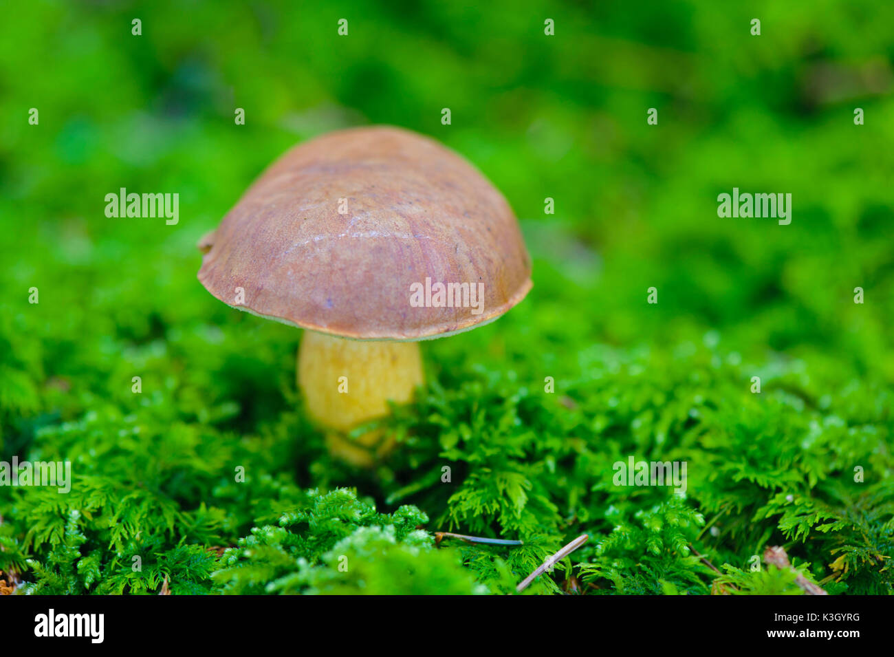 Edible mushrooms brown cap or also cep on moss Stock Photo