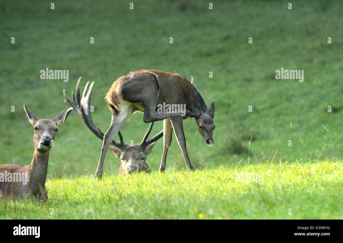 Red deer rut Stock Photo Alamy