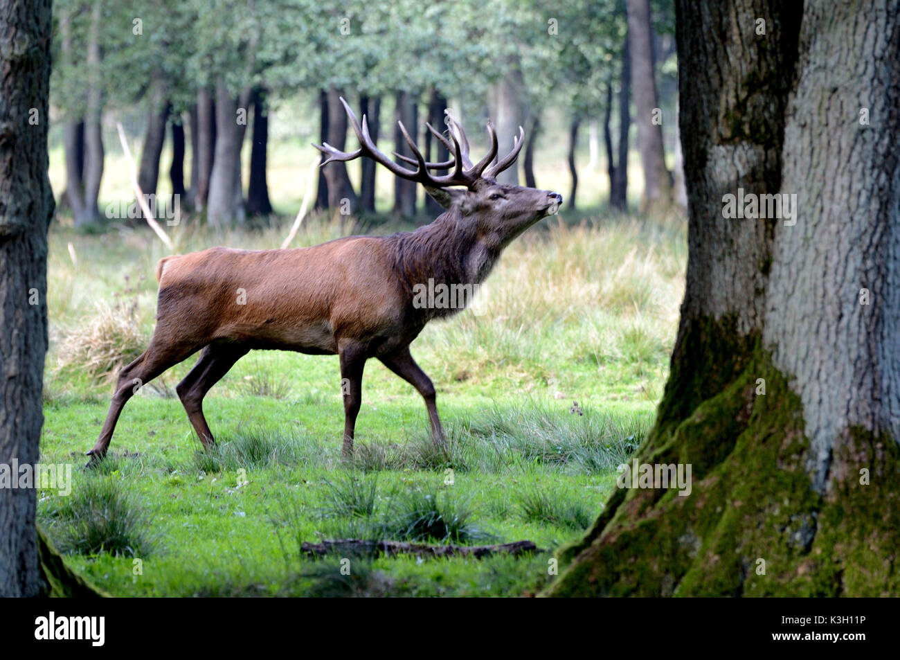 Red deer, red deer Stock Photo Alamy