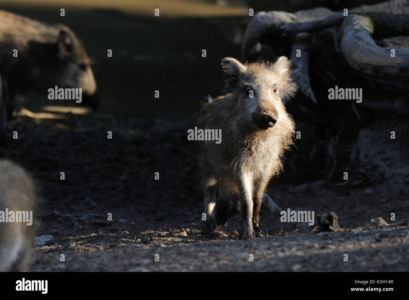 Wild boars, making a mess Stock Photo