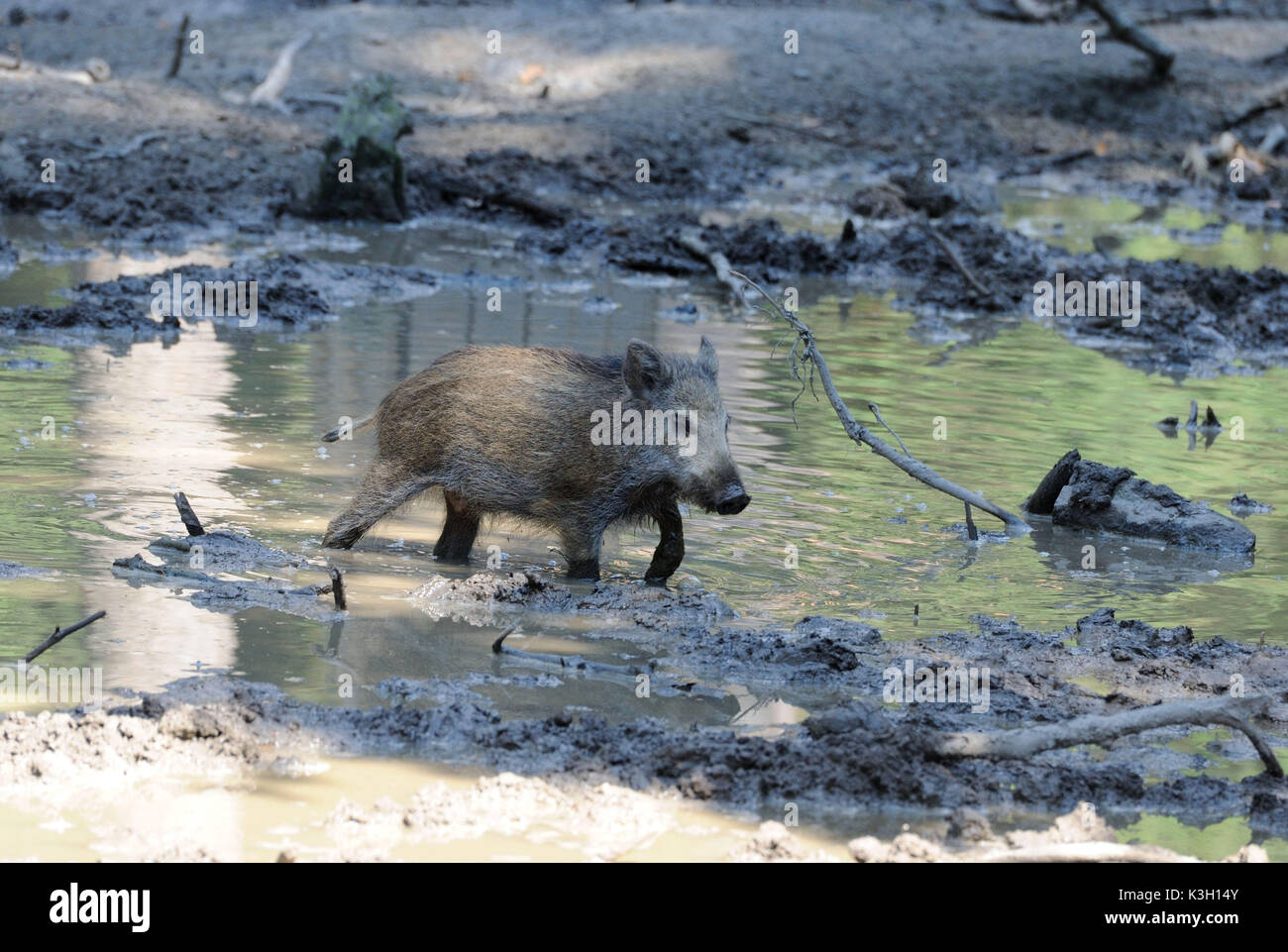 Wild boar, young animal Stock Photo