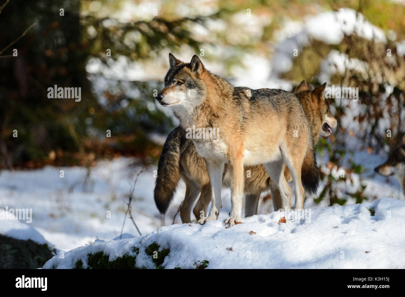 Wolves in winter Stock Photo