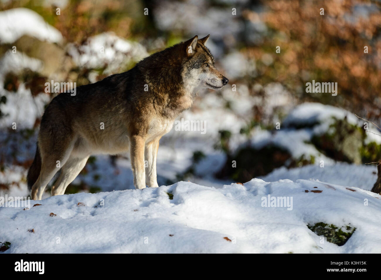 Wolves in winter Stock Photo