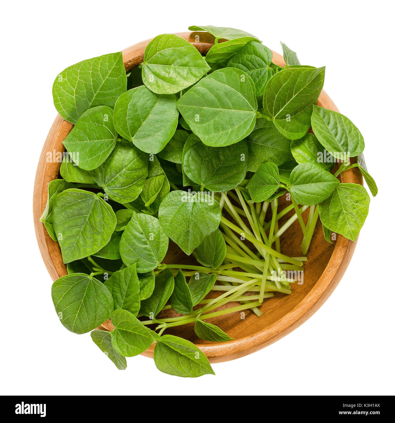 Adzuki bean microgreens in wooden bowl. Cotyledons of Vigna angularis, also called azuki, aduki or Red Mung Bean. Young plants, seedlings and sprouts. Stock Photo