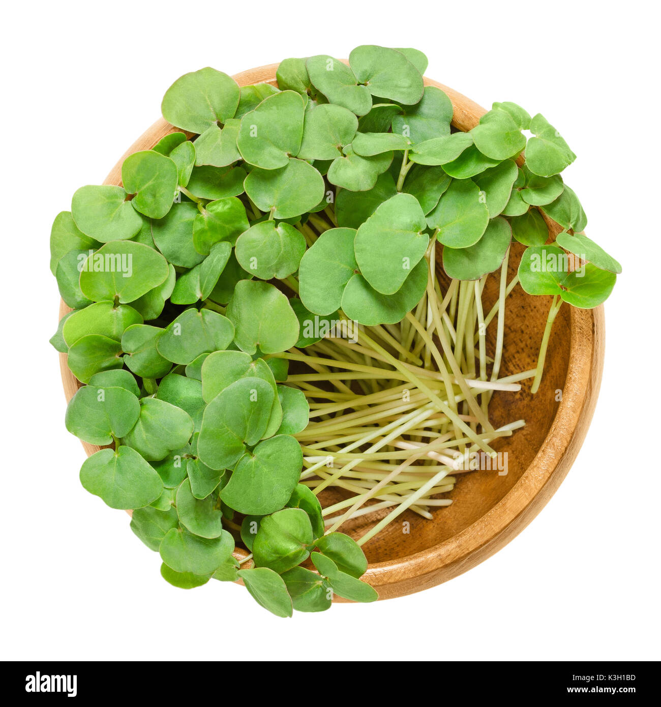 Buckwheat microgreens in wooden bowl. Cotyledons of Fagopyrum esculentum, also Japanese or silverhull buckwheat. Young plants, seedlings and sprouts. Stock Photo