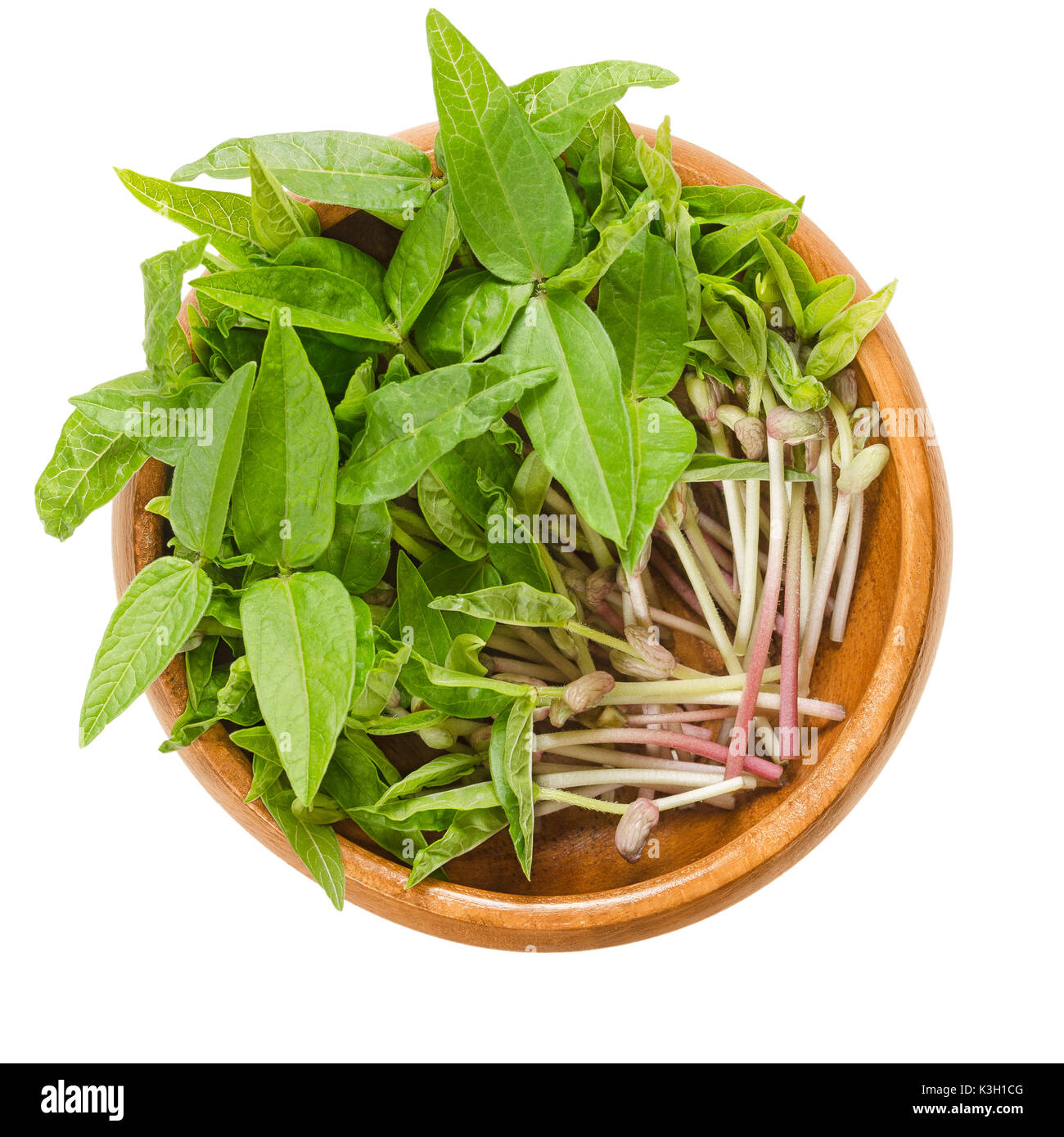 Mung bean microgreens in wooden bowl. Cotyledons of Vigna radiata, also called moong bean, green gram or mung. Young plants, seedlings and sprouts. Stock Photo
