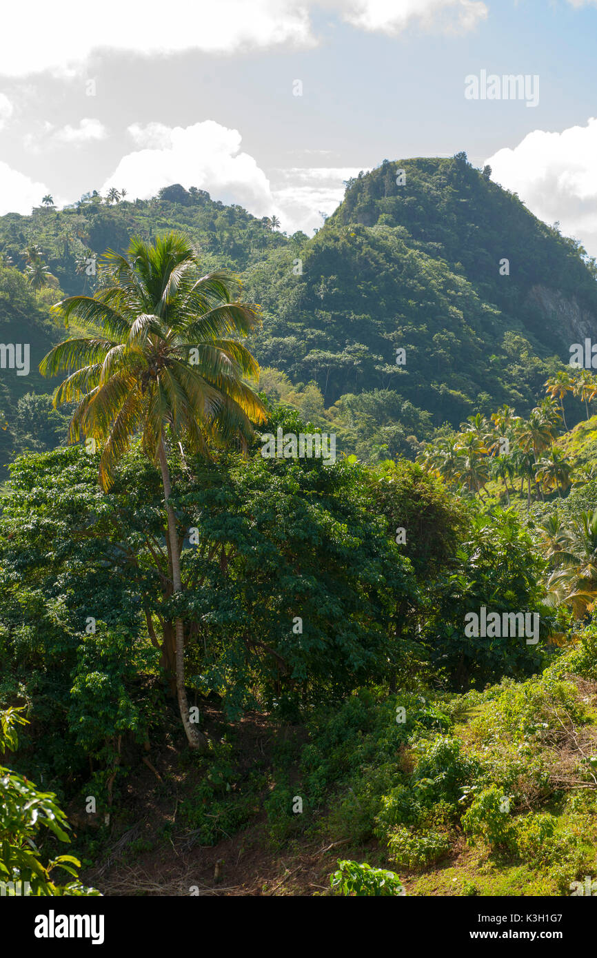 The Dominican Republic, peninsula Samana, tablespoon Limon, scenery at the way to the waterfall somersault Palmarito Stock Photo