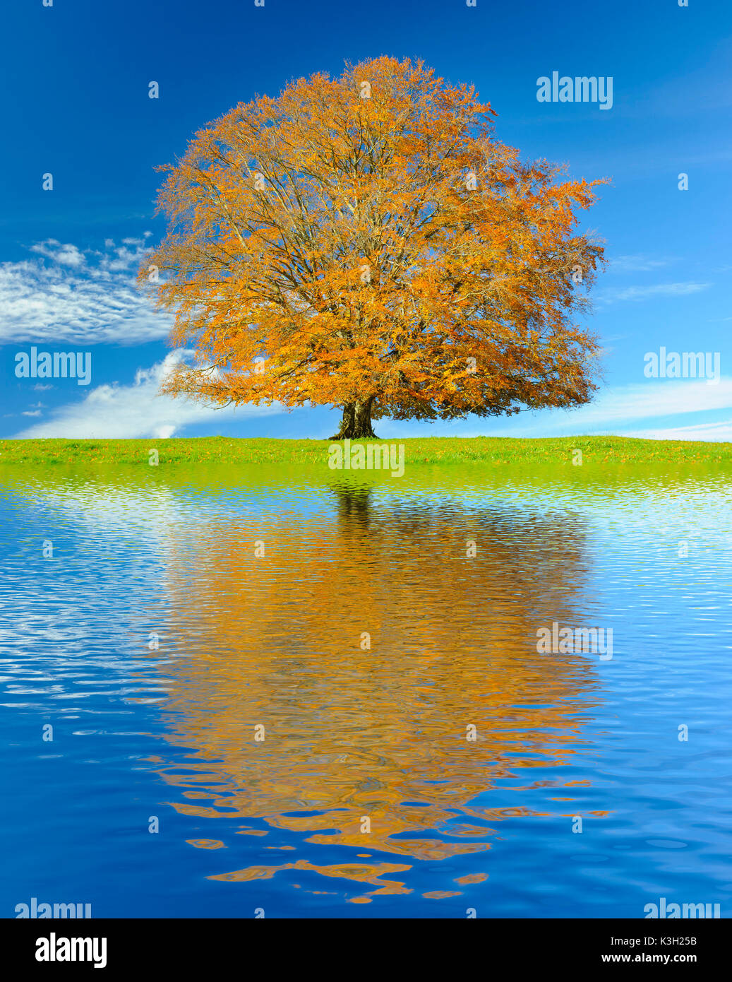 Big old beech in autumn with mirroring in artificial lake Stock Photo