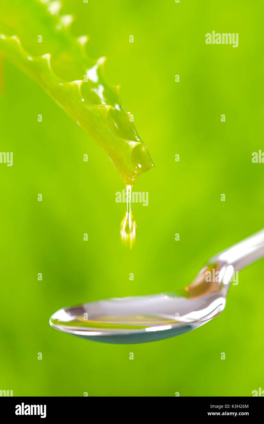 Drop of an aloe vera medicinal plants falls on a spoon Stock Photo