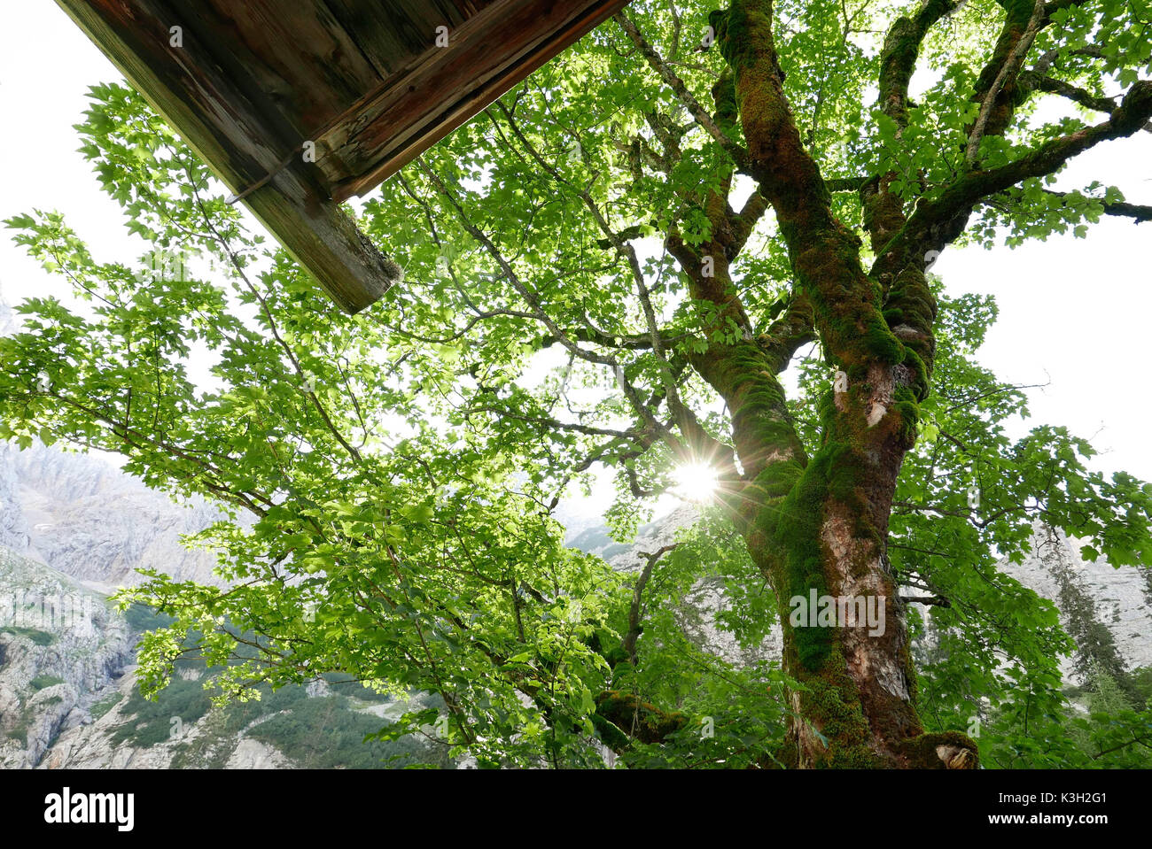 Harewood, hut roof, back light, mossy, Acer pseudoplatanus, Stock Photo