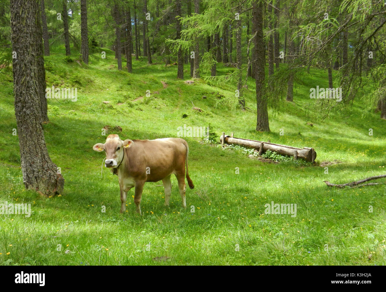 Cow on forest pasture at the Gließegg over free field, Campo di Trens, South Tirol, Stock Photo
