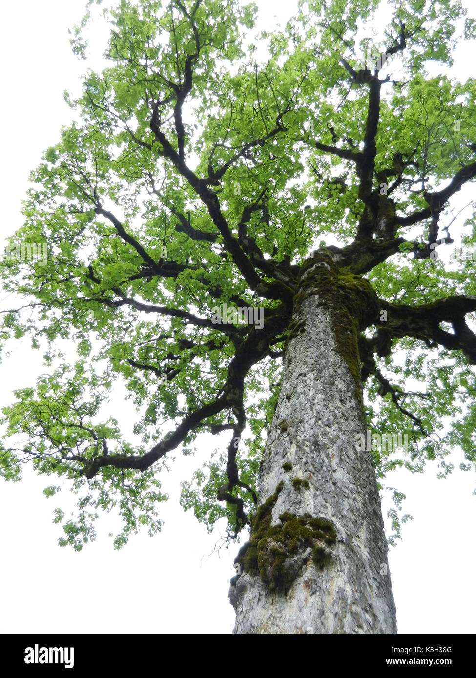 Tree top of a maple, Engboden, Karwendel Stock Photo - Alamy