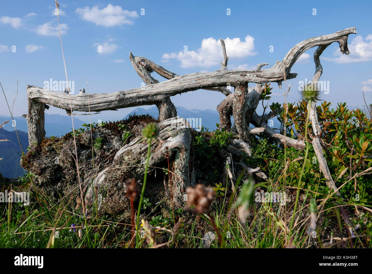 Geifkopf, dead mountain pine at the form of a 'praying mantis', Wetterstein Range, Stock Photo