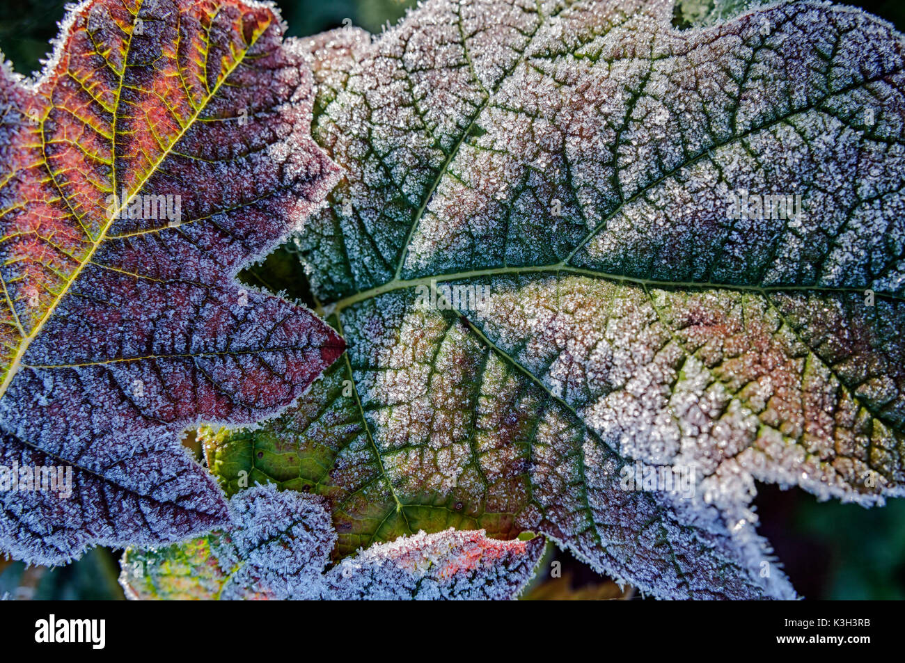 Natural Science, Small depth of sharpness, frost on plants Stock Photo