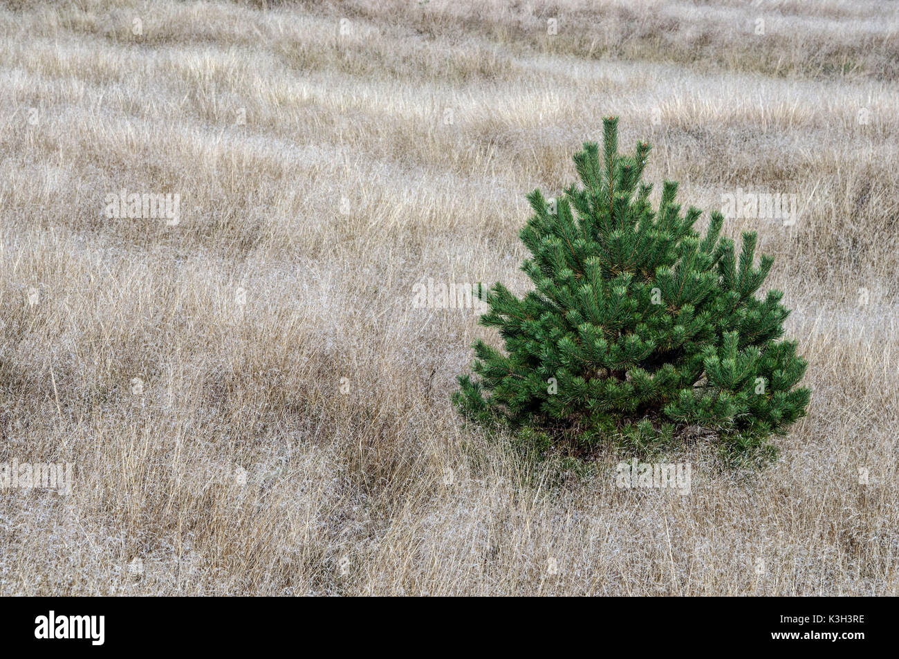 Natural Science, Is the only pine in the field Stock Photo