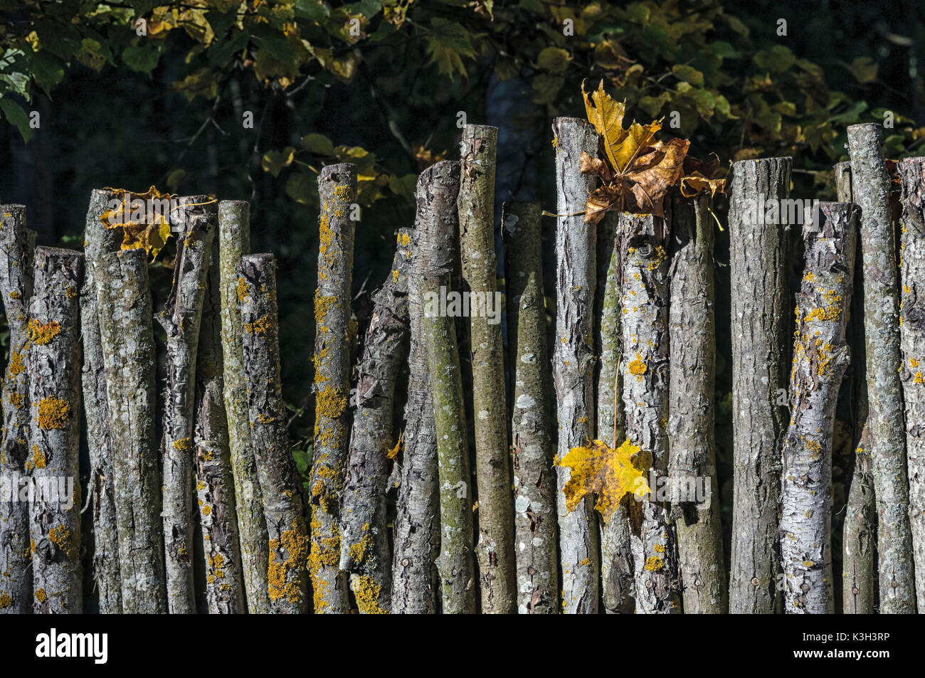 Natural Science, Old rustic fence Stock Photo