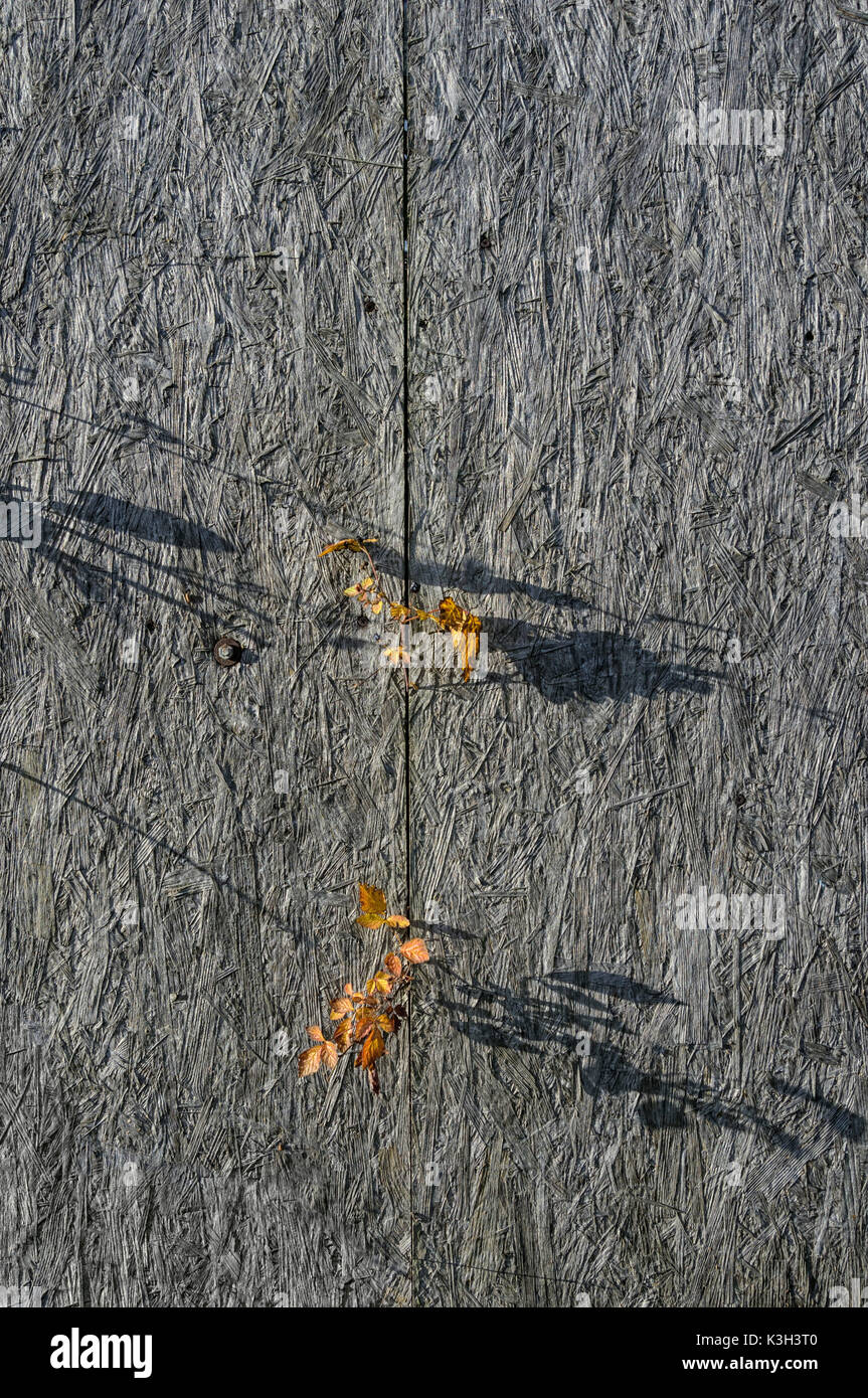 Natural Science, Autumn motives in the city. Branches in the fence Stock Photo