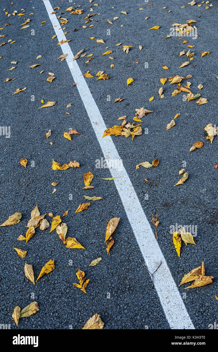 Natural Science, Autumn fallen leaves on the highway Stock Photo