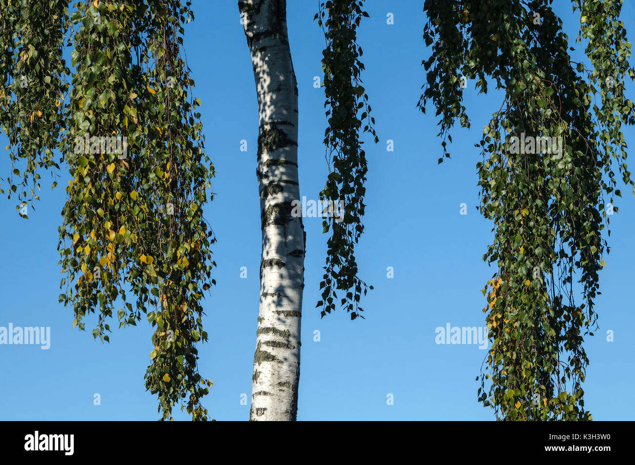 Natural Science, Birch tree and her branches Stock Photo