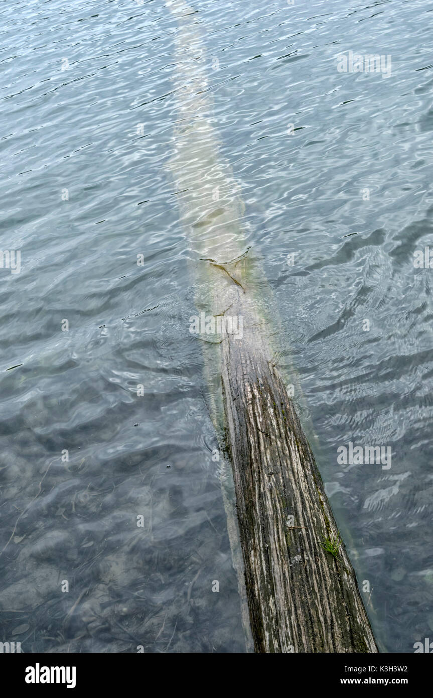 Natural Science, The trunk of a fallen tree into the lake Stock Photo
