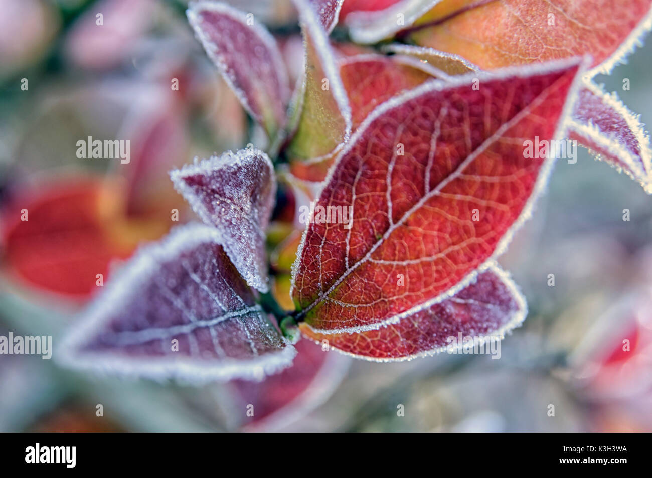 Natural Science, Small depth of sharpness, frost on plants Stock Photo