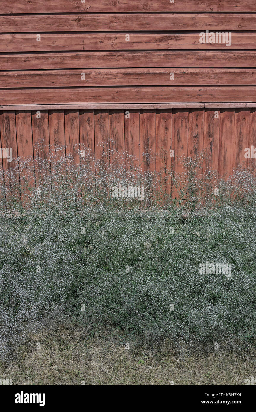 Geography, Lithuania, Gypsophila flowers near wall of the wooden house Stock Photo
