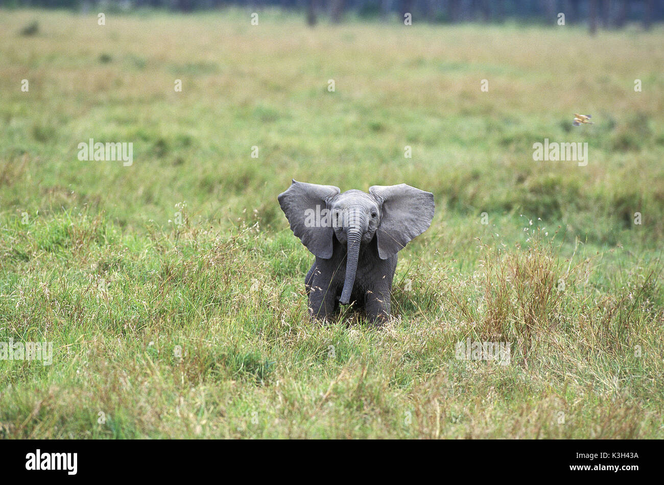 African Elephant,  loxodonta africana, Calf,  Masai Mara Park in Kenya Stock Photo