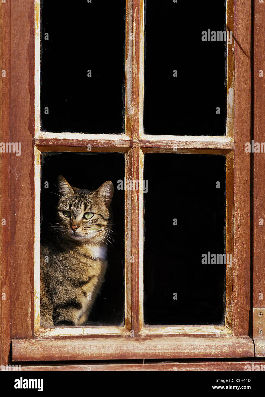 Brown Tabby Domestic Cat sitting at Window Stock Photo