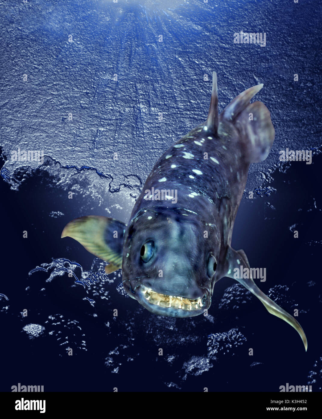 Coelacanth,   latimeria chalumnae Stock Photo