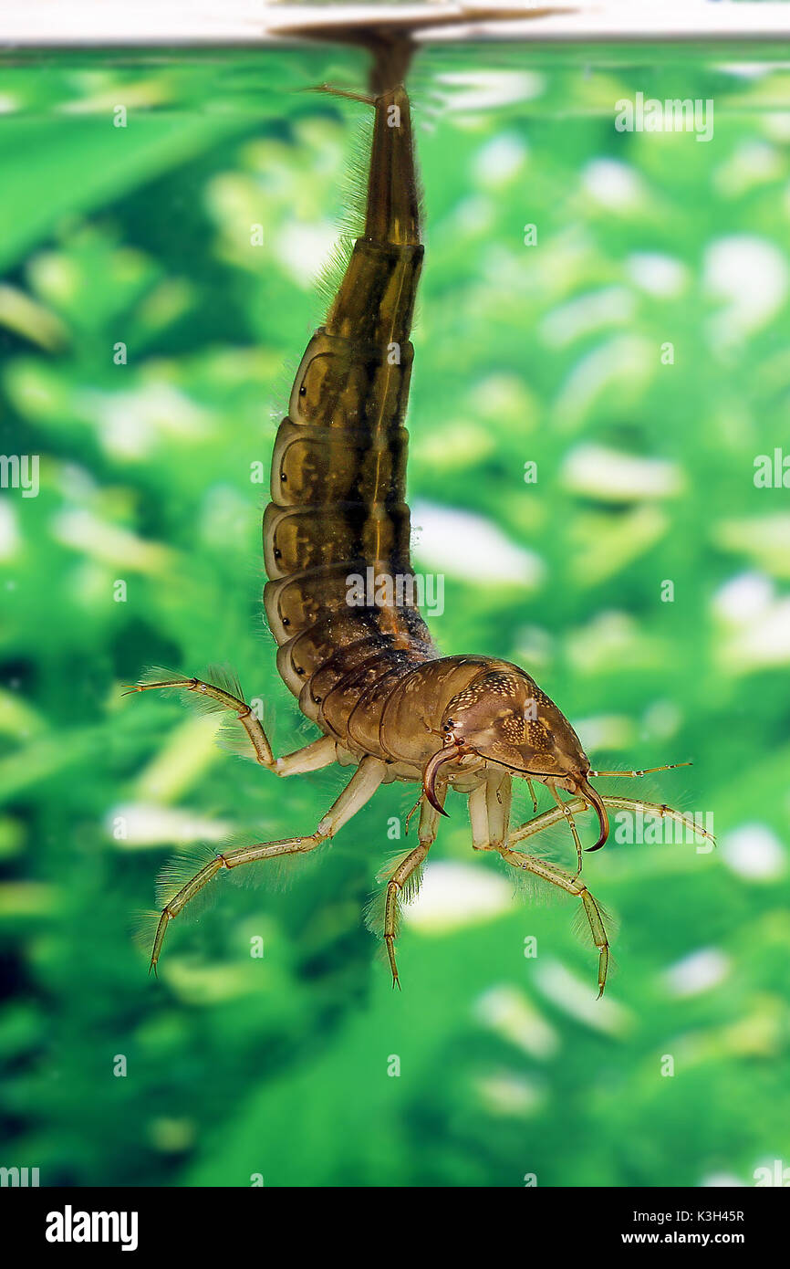 Great Diving Beetle, dytiscus marginalis, Larva standing in Water, Stock Photo