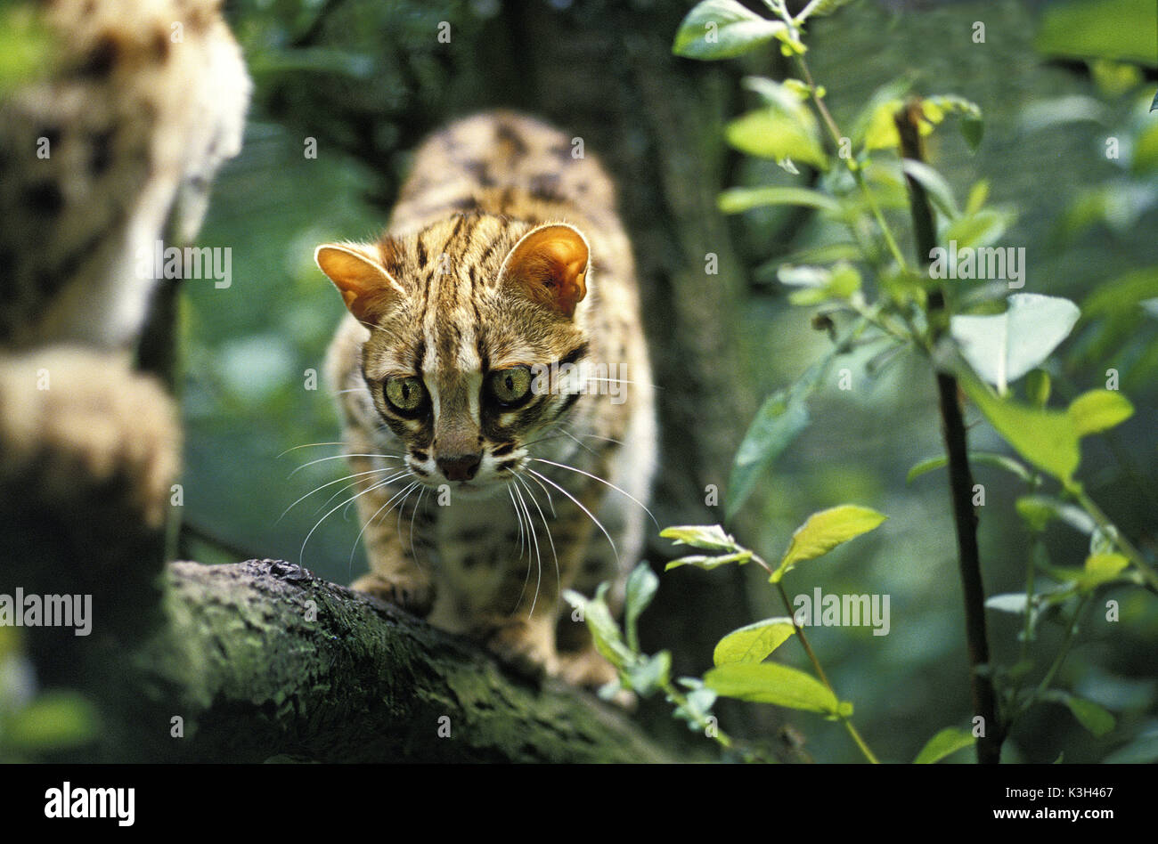 Leopard Cat,  prionailurus bengalensis, Adult Stock Photo
