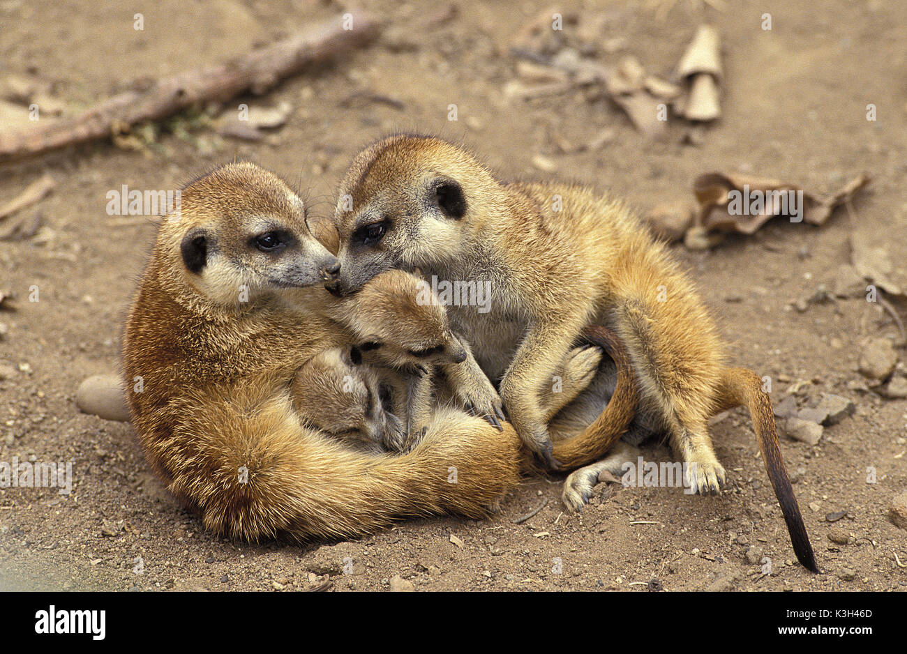 Meerkat, suricata suricatta, Mother and young Stock Photo