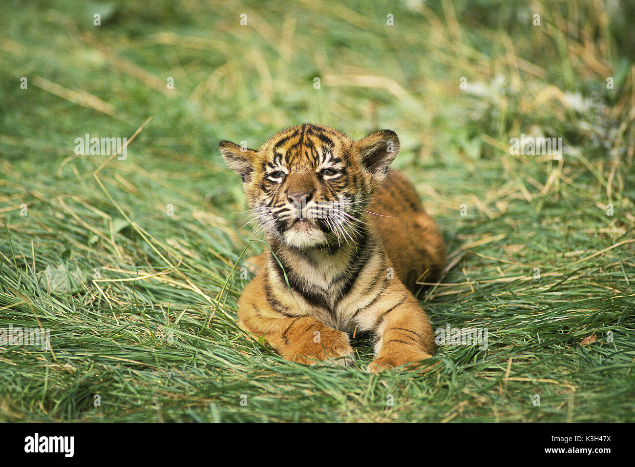 Sumatran Tiger,   panthera tigris sumatrae,  Cub Stock Photo