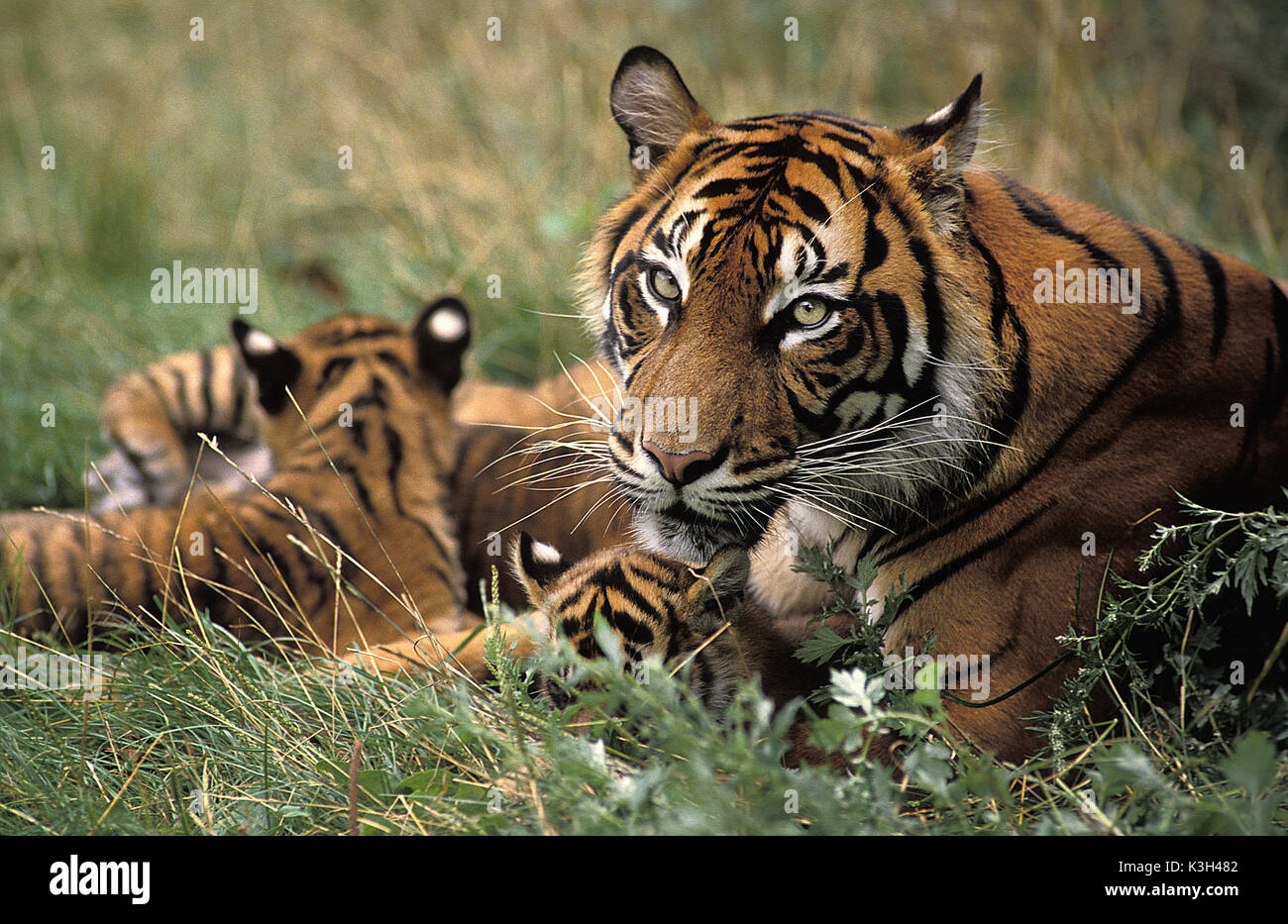 Sumatran Tiger,   panthera tigris sumatrae, Mother and Cub Stock Photo