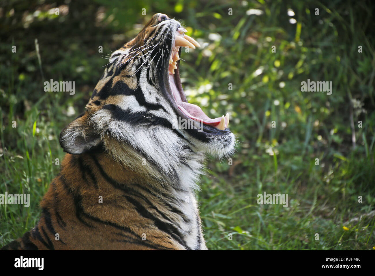 Sumatran Tiger, panthera tigris sumatrae, Portrait of Male Yawning Stock Photo
